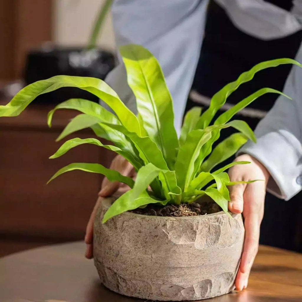 Mesa Cement Pot Planter - RusticReach