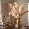 Natural Reed Stem 10 Stem Set 51" Tall - RusticReach