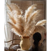 Natural Reed Stem 10 Stem Set 51" Tall - RusticReach