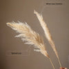 Natural Reed Stem 10 Stem Set 51" Tall - RusticReach