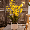 Potted Faux Dancing Lady Orchid - RusticReach