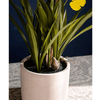Potted Faux Dancing Lady Orchid - RusticReach