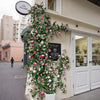 Pink Rose Flower Wall Climbing Flower Vines for Outdoor and Events - RusticReach