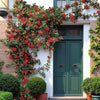 Artificial Red Rose Climbing Garland for Walls - RusticReach