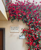 Artificial Red Rose Climbing Garland for Walls - RusticReach