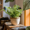 Rattan Pattern Edge Cement Planter - RusticReach
