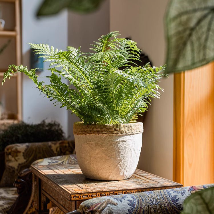 Rattan Pattern Edge Cement Planter - RusticReach