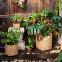 Rattan Texture Cement Planter - RusticReach