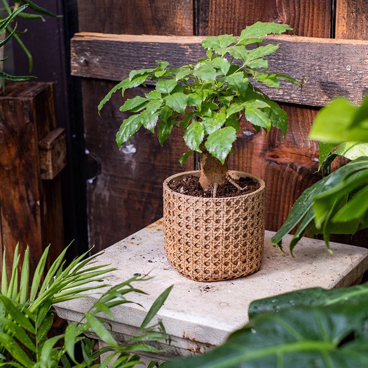 Rattan Texture Cement Planter - RusticReach