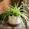 Restoration Ceramic Planter Vase - RusticReach