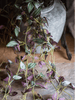 Artificial Small Leaf Vine 40" Long - RusticReach