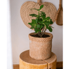 Straw Looking Concrete Planter - RusticReach