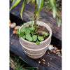 Tasha Red Terracotta Planter - RusticReach