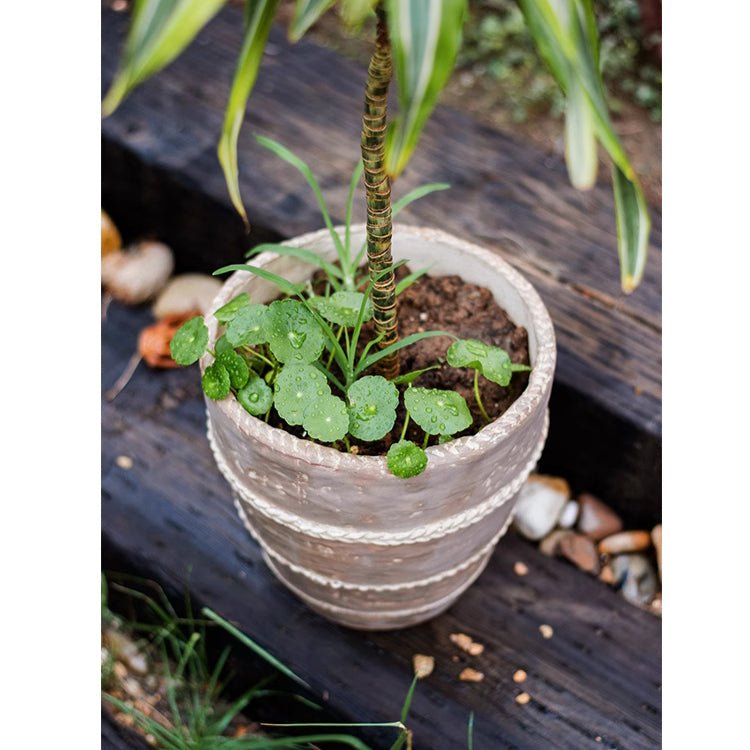 Tasha Red Terracotta Planter - RusticReach