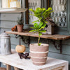 Tasha Red Terracotta Planter - RusticReach