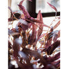 Whispers of Autumn Eucalyptus Stem 33" Tall - RusticReach