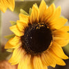 One - Head Artificial Sunflower Stem 19.7" Tall - RusticReach