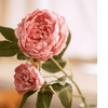 Artificial Sophia 2 - Head Peony Stem 20.8" Tall - RusticReach