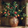 Big Fruit Faux Pomegranate Stem 32" Tall - RusticReach