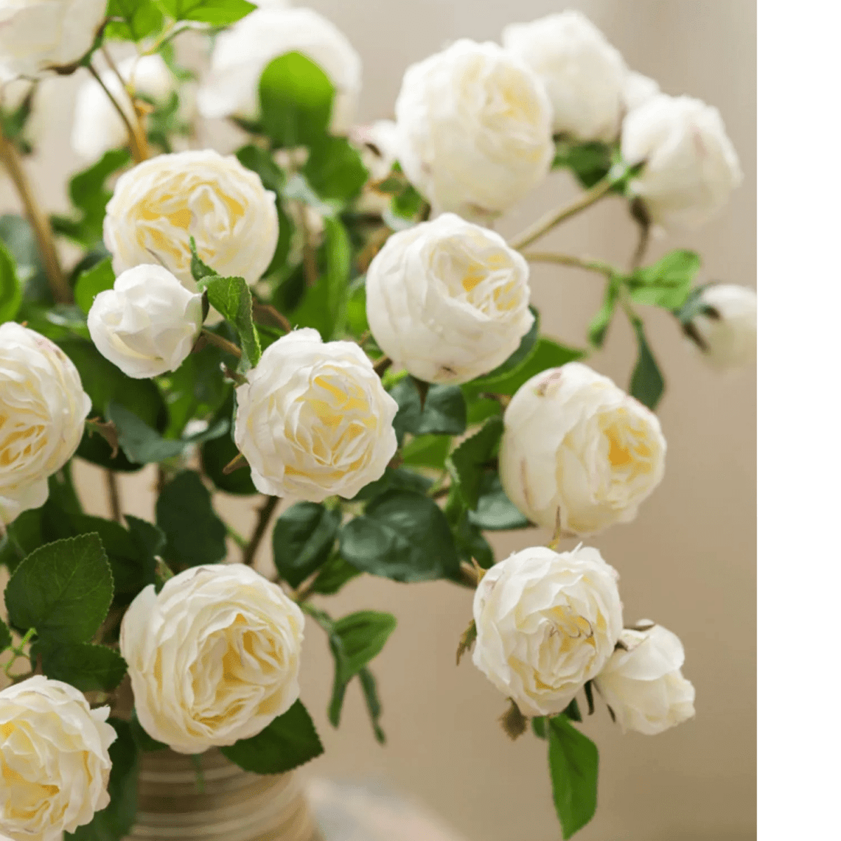 White Cabbage Rose Stem 20.8