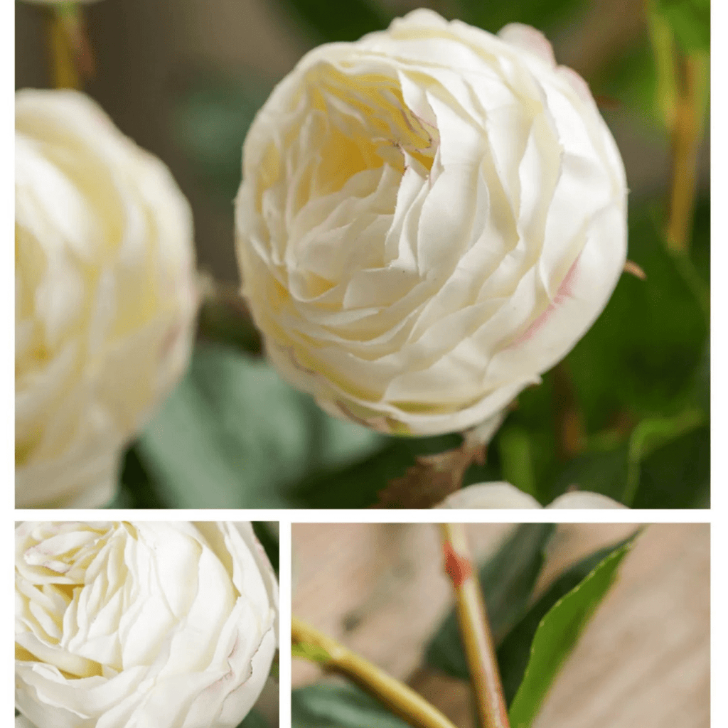 White Cabbage Rose Stem 20.8" Tall - RusticReach