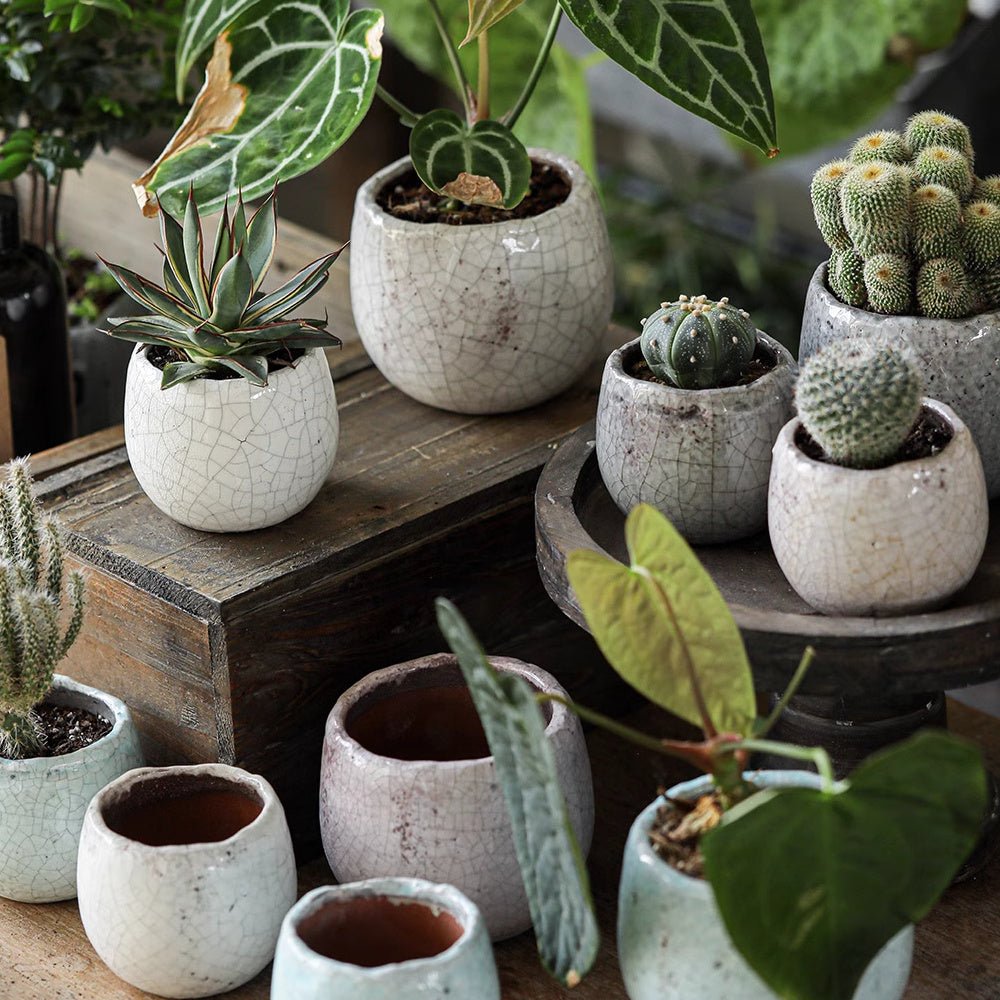 5 succulent pot Crackle Glazed Succulent Pot Randomly Picked Set of 5 – RusticReach