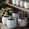 Crackle Glazed Succulent Pot Randomly Picked Set of 5 - RusticReach