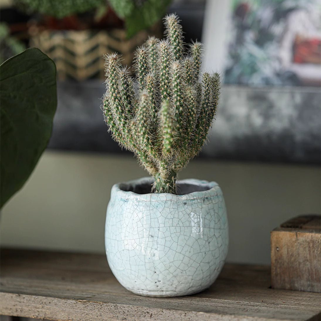 Crackle Glazed Succulent Pot Randomly Picked Set of 5 - RusticReach