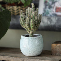 Crackle Glazed Succulent Pot Randomly Picked Set of 5 - RusticReach