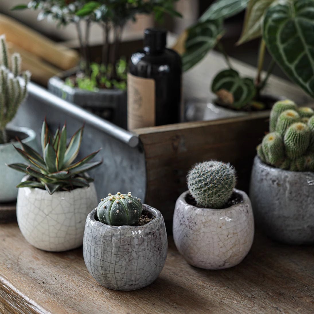 Crackle Glazed Succulent Pot Randomly Picked Set of 5 - RusticReach