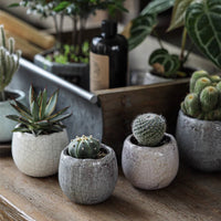 Crackle Glazed Succulent Pot Randomly Picked Set of 5 - RusticReach