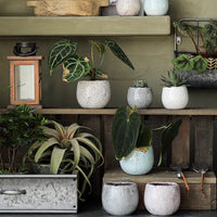 Crackle Glazed Succulent Pot Randomly Picked Set of 5 - RusticReach