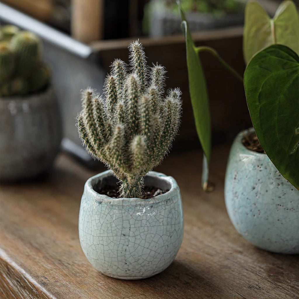 5 succulent pot Crackle Glazed Succulent Pot Randomly Picked Set of 5 – RusticReach