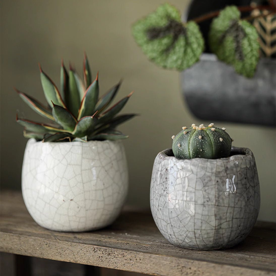 Crackle Glazed Succulent Pot Randomly Picked Set of 5 - RusticReach
