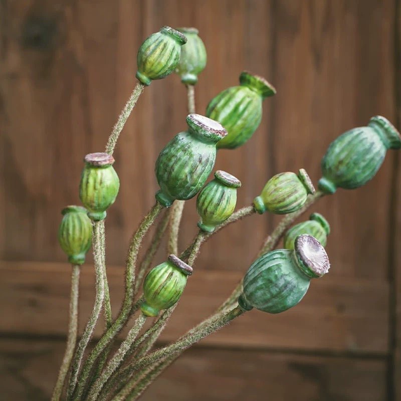 Green Poppy Fruit Stem 30.7" Tall 3 - Stem Bundle - RusticReach