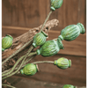 Green Poppy Fruit Stem 30.7" Tall 3 - Stem Bundle - RusticReach
