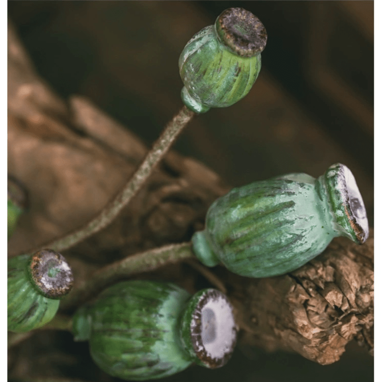 Green Poppy Fruit Stem 30.7" Tall 3 - Stem Bundle - RusticReach