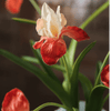 Silk Iris Flower 22" Tall - RusticReach