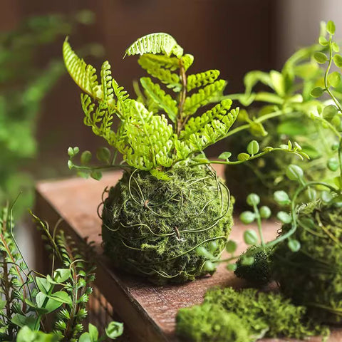 Other Plants
