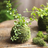 Mossy Meadow Foam Ball - RusticReach