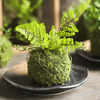 Mossy Meadow Foam Ball - RusticReach