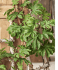 Artificial Octagonal Foliage Branch 37.4" Tall - RusticReach