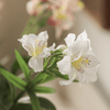 Artificial Peruvian Lily Stem 29.5" Tall - RusticReach