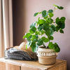 Silk Artificial Apple Banyan Leaf Tree In Pot - RusticReach