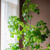 Silk Artificial Apple Banyan Leaf Tree In Pot - RusticReach