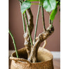 Silk Artificial Apple Banyan Leaf Tree In Pot - RusticReach