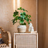 Silk Artificial Apple Banyan Leaf Tree In Pot - RusticReach