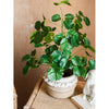 Silk Artificial Apple Banyan Leaf Tree In Pot - RusticReach