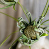 Faux Silk Artificial Sunflower Stem in Green 39" Tall Colored Art - RusticReach