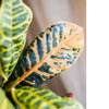 Large Leaf Artificial Croton Tree In Pot - RusticReach